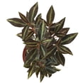 thumbnail image 5 of Peperomia Metallica Live Plant | Peperomia Plant Metallica | Pet Safe Rare House Plants | Air Purifying Easy Care Houseplants | Plant Gifts, 5 of 6