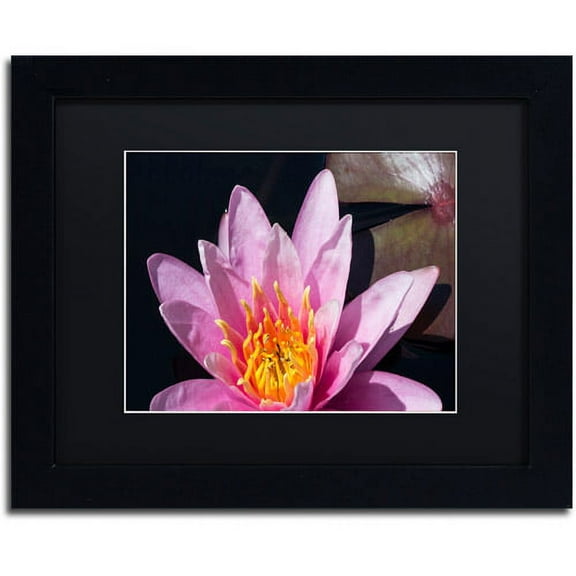 Trademark Fine Art "Pink Lotus" Canvas Art by Kurt Shaffer Black Matte, Black Frame