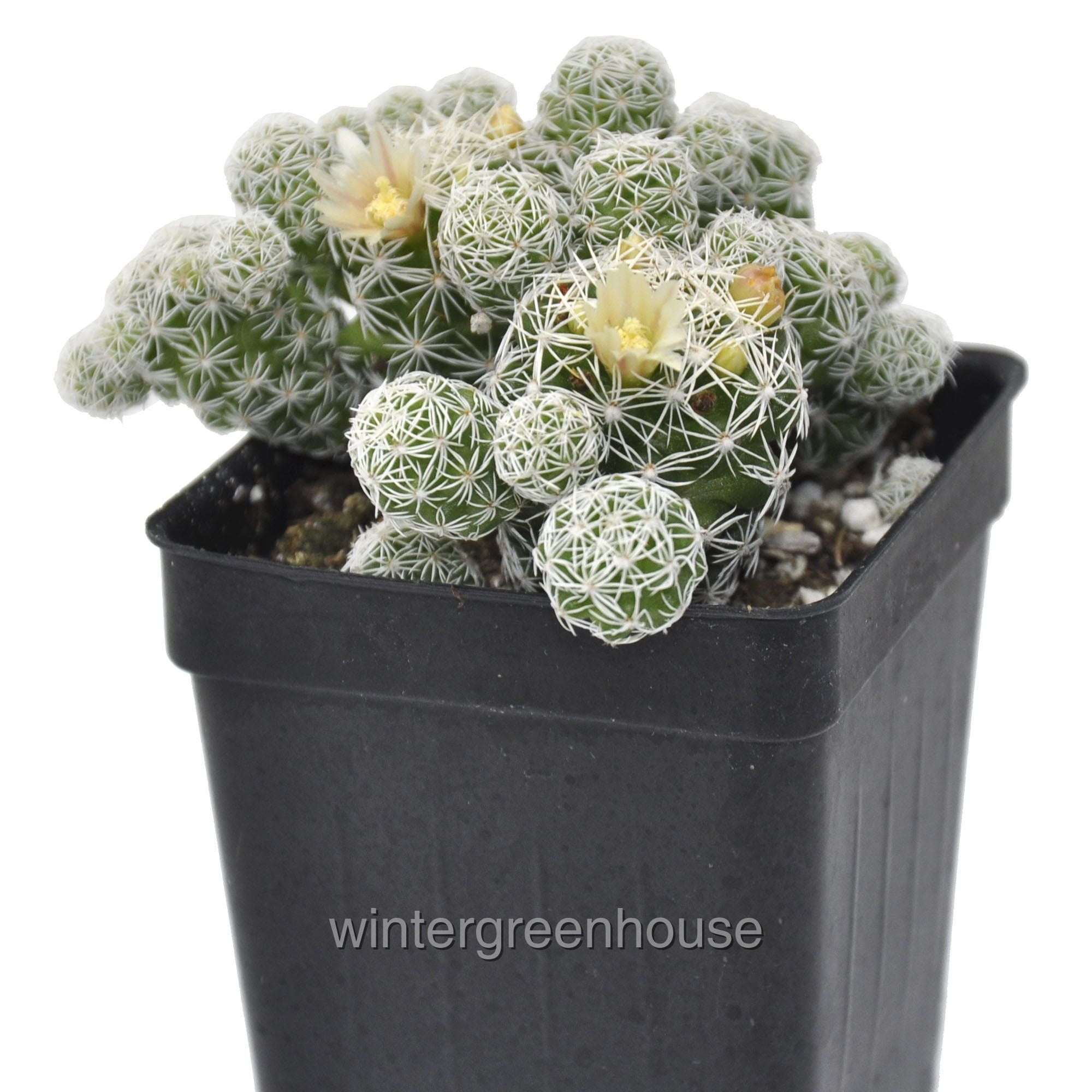 5 Succulent Starter Plant Collection Indoor Cacti Houseplants Terrarium Plants