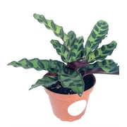 Rattlesnake Air Purifying Houseplants Calathea Lancifolia