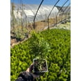 10 Emerald Green Arborvitae in 3.5 inch pots