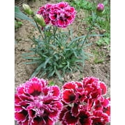 Seedville 50 Picotee Mix Carnation Flower Seeds, Double Bicolor Striped, Dianthus Caryophyllus
