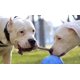 thumbnail image 4 of Mascotas alegres Jolly Pets RNR6-BLUEB, 4 of 6