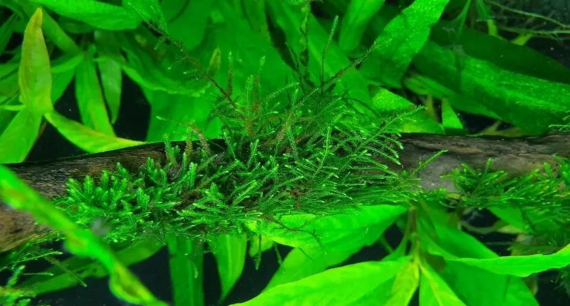 Plantas de acuario vivas Plantas acuáticas Peces de acuario plantados ...