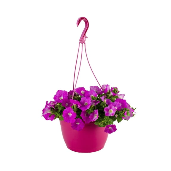 Wave 1.5gal Pink Petunia Live Annual Plant Hanging Basket Sun