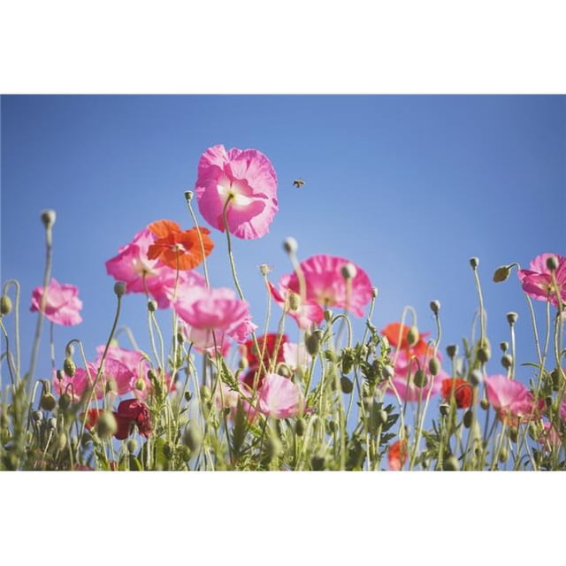 Posterazzi DPI1860849LARGE Affiche Fleurs Roses contre Ciel Bleu, 38 x 24