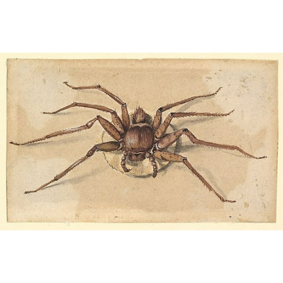 Une Affiche d'Araignée de Jan Vincentsz van der Vinne (néerlandais, haarlem 1663 1721 haarlem) (18 x 24)