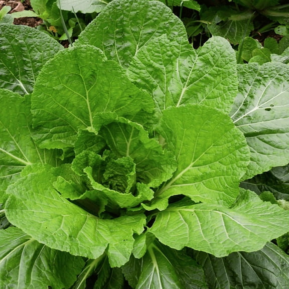 TomorrowSeeds - Florida Broadleaf Mustard Green Seeds - 3,000  Count - For 2026 Planting Non-GMO