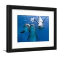 thumbnail image 1 of Bottlenose Dolphins, Three Playing Underwater, Animals Framed Art Print Wall Art by Augusto Leandro Stanzani Sold by Art.Com, 1 of 5