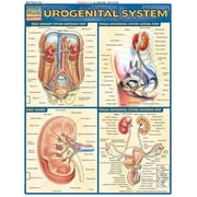 VINCENT PEREZ Urogenital System (Other)