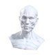 thumbnail image 5 of Cabeza Anatómicamente Molde Cabeza Molde Figura Coleccionable Pintura Referencia, Estatua Escultura Decorativa Cabeza Humana Molde Ornamento, 5 of 8
