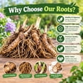 thumbnail image 5 of 2 Hosta Roots-Low‑Maintenance, Easy‑Grow for Garden Beds,Borders,Plant Pots & Planters, 5 of 5