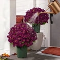 thumbnail image 4 of 10 Bundles 21 Heads Artificial Fall Flowers Faux Mums Fake Flowers Floral Arrangement for Indoor Outdoors Garden Home Wedding Thanksgiving Decor, 4 of 7