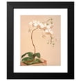 thumbnail image 2 of Harriet Stewart Miner 15x18 Black Modern Framed Museum Art Print Titled - Phalenopsis Stuartiana (1885), 2 of 5