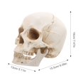 thumbnail image 3 of Modelo de cráneo médico desmontable. Modelo de cráneo humano realista para fines educativos., 3 of 8