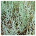 thumbnail image 4 of Everwilde Farms - 2000 Fringed Sage Native Wildflower Seeds - Gold Vault Seed Packet, 4 of 4