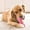B, variant on Large Green Rubber Dog Chew Toy for Aggressive Chewers, Molar Clean Teeth Pacifier Chewing Playing Training Toy, Durable Puppy Dog Cats Teething