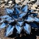 thumbnail image 1 of Semillas de Hosta abigarrada, semillas de flor de jade #J, 100 semillas, 1 of 1