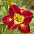 thumbnail image 5 of Bare Root Daylily Passion for Red (3-Pack), 5 of 10