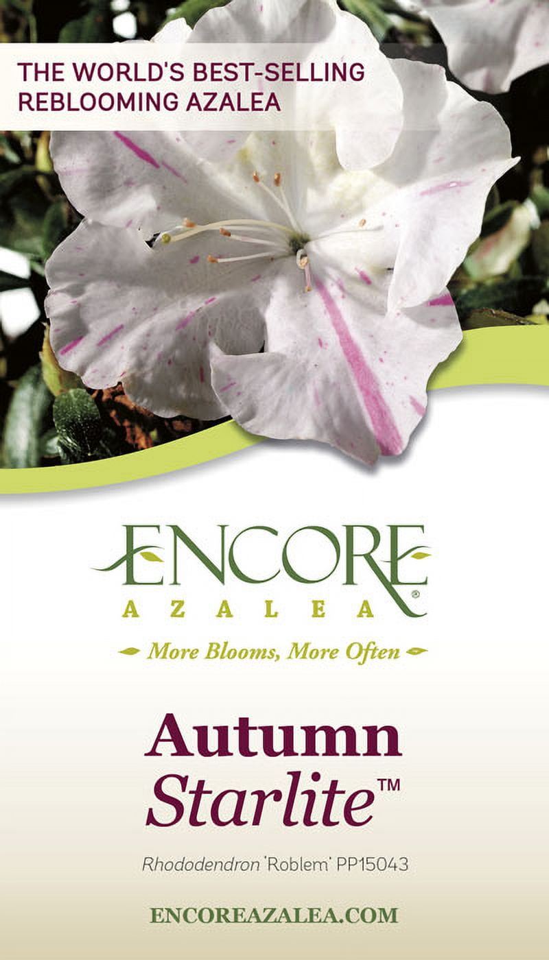 Encore Azalea Autumn Starlite (3 Gallon) White Flowering Shrub - Full Sun Live Outdoor Plant