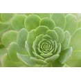 thumbnail image 3 of 10 Velvet Rose Succulent Cactus Seeds for Planting Aeonium canariense, 3 of 5