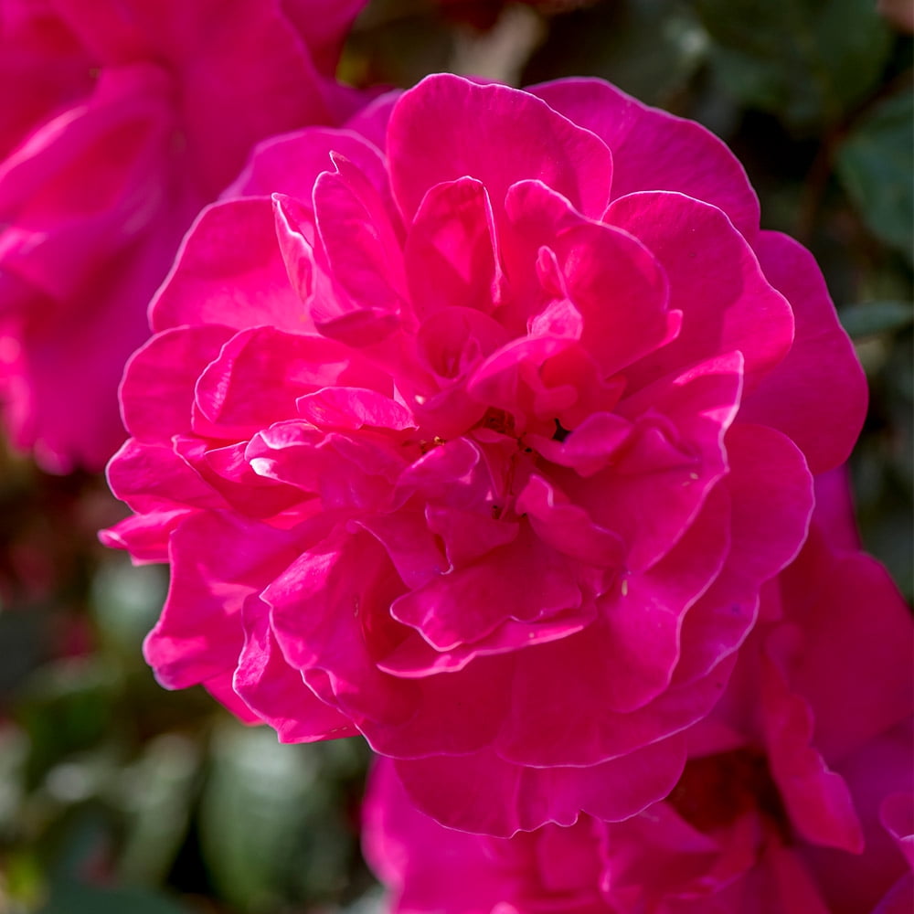 Heirloom Roses Rose Bush - Highwire Flyer™ Pink Climbing Roses , Live Rose Plant