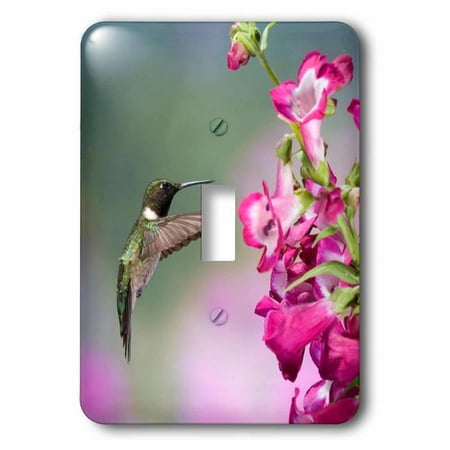 Illinois Singlet - 3dRose Ruby-throated Hummingbird at Penstemon hybrid. Marion, Illinois, USA., Single Toggle Switch
