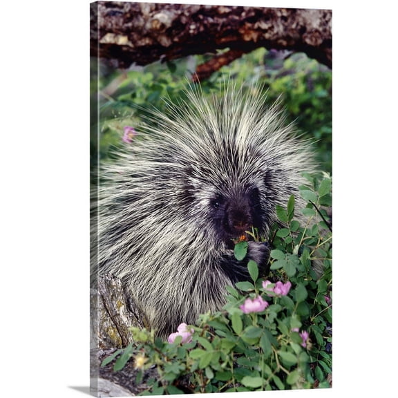 Great BIG Canvas | "Porcupine" Canvas Wall Art - 16x24