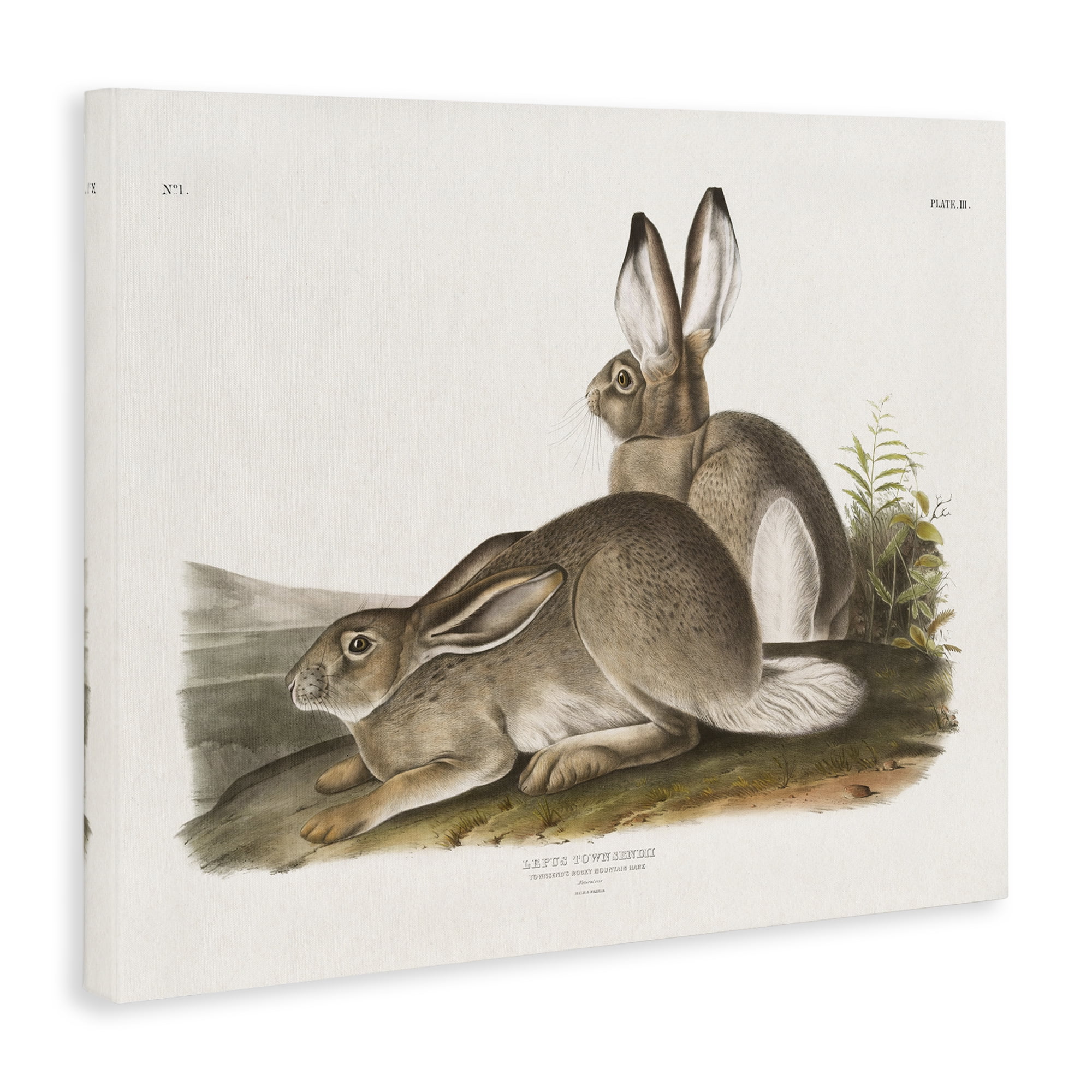 Stupell Industries Traditional Cottage Hare Animals & Insects Painting Gallery Wrapped Canvas Art Print Wall Art, 48 x 36