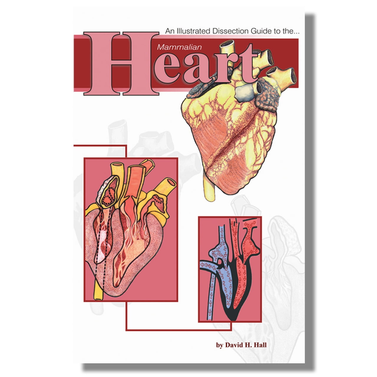 Anatomy Lab Mammal Heart Dissection Guide