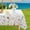 Wildflower, variant on Spring Summer Tablecloth for Rectangle Tables 60x102 Inch,Waterproof Watercolor Eucalyptus Table Cloth,Washable Floral Runner Style Tablecloths for Picnic Dinner Outdoor