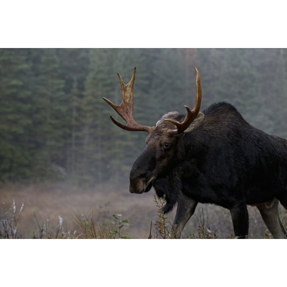 Moose, Algonquin Provincial Park, Ontario. Poster Print (34 x 22)