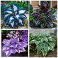 thumbnail image 4 of Rich in Color/Perennial Hostas/Low Maintenance Garden Decoration, 4 of 10