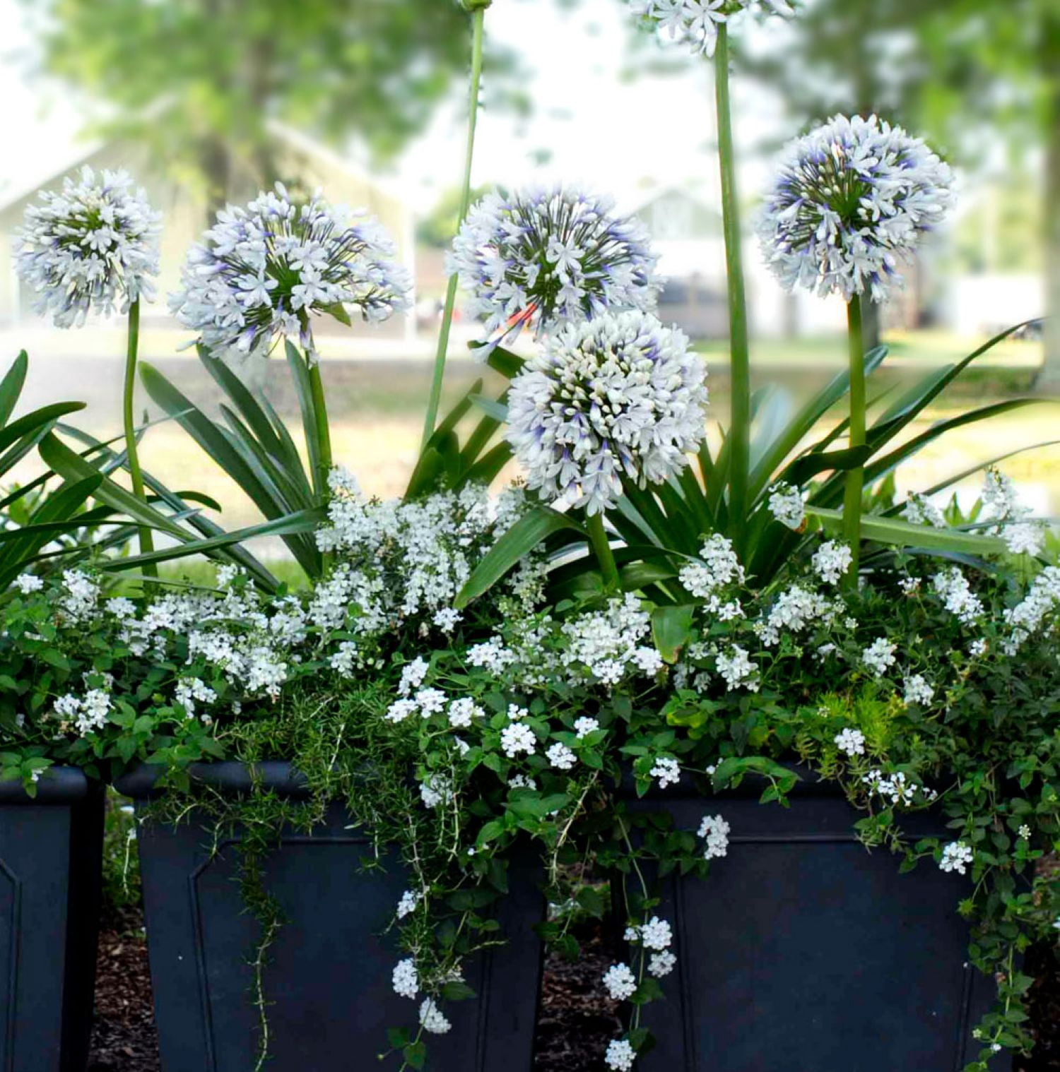 Southern Living Queen Mum Agapanthus 'Lily of the Nile' Live Shrub in 2.5-Quart Grower Pot