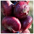 thumbnail image 5 of Everwilde Farms - 100 Organic Red Cipollini Onion Seeds - Gold Vault Jumbo Bulk Seed Packet, 5 of 5