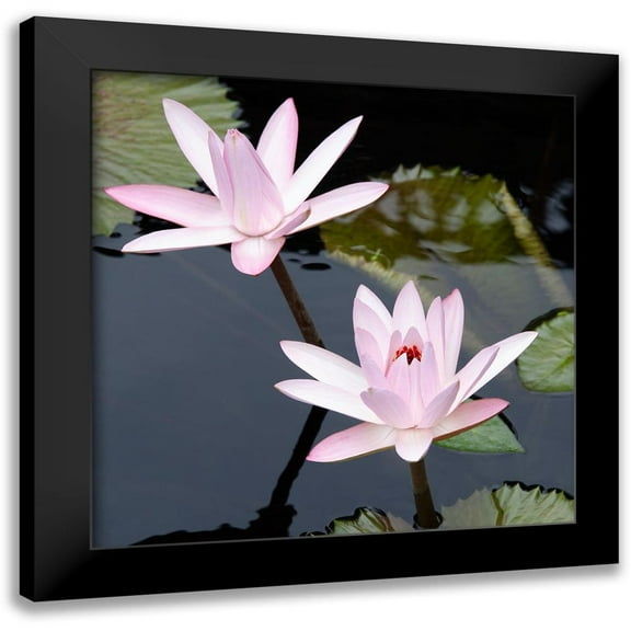 DeNardo, Laura 12x12 Black Modern Framed Museum Art Print Titled - Water Lily Flowers III