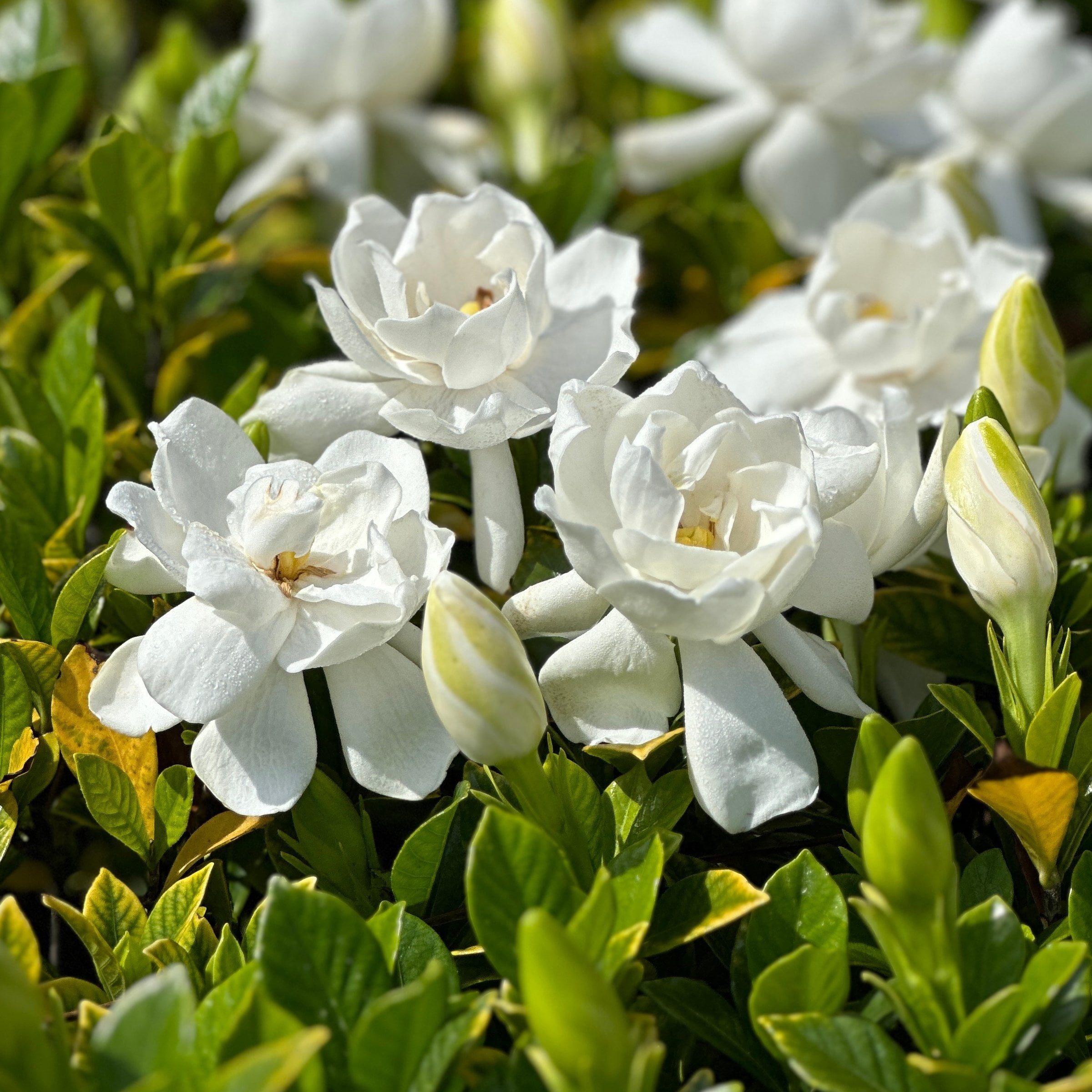 National Plant Network 3 gal. Gardenia Stairway To Heaven Live Shrub