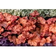 thumbnail image 4 of Seedville 1200 Coral Bells Heuchera Flower Seeds, Mixed Colors Shade or Sun, 4 of 11