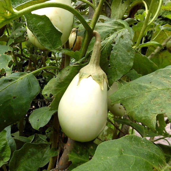 Gretel Hybrid Eggplant Garden Seeds - 100 Seeds - Non-GMO, White, Vegetable Gardening Seed - Solanum melongena