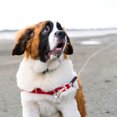 thumbnail image 4 of KAKOWELY Pet Hand Leash 1Pc Outdoor Pulling Rope Practical Traction Rope Creative Training Strap Supply196.85"X0.2"X0.2", 4 of 5