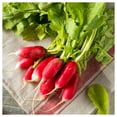 thumbnail image 3 of Everwilde Farms - 1 lb French Breakfast Radish Seeds - Gold Vault Bulk Seed Packet, 3 of 3