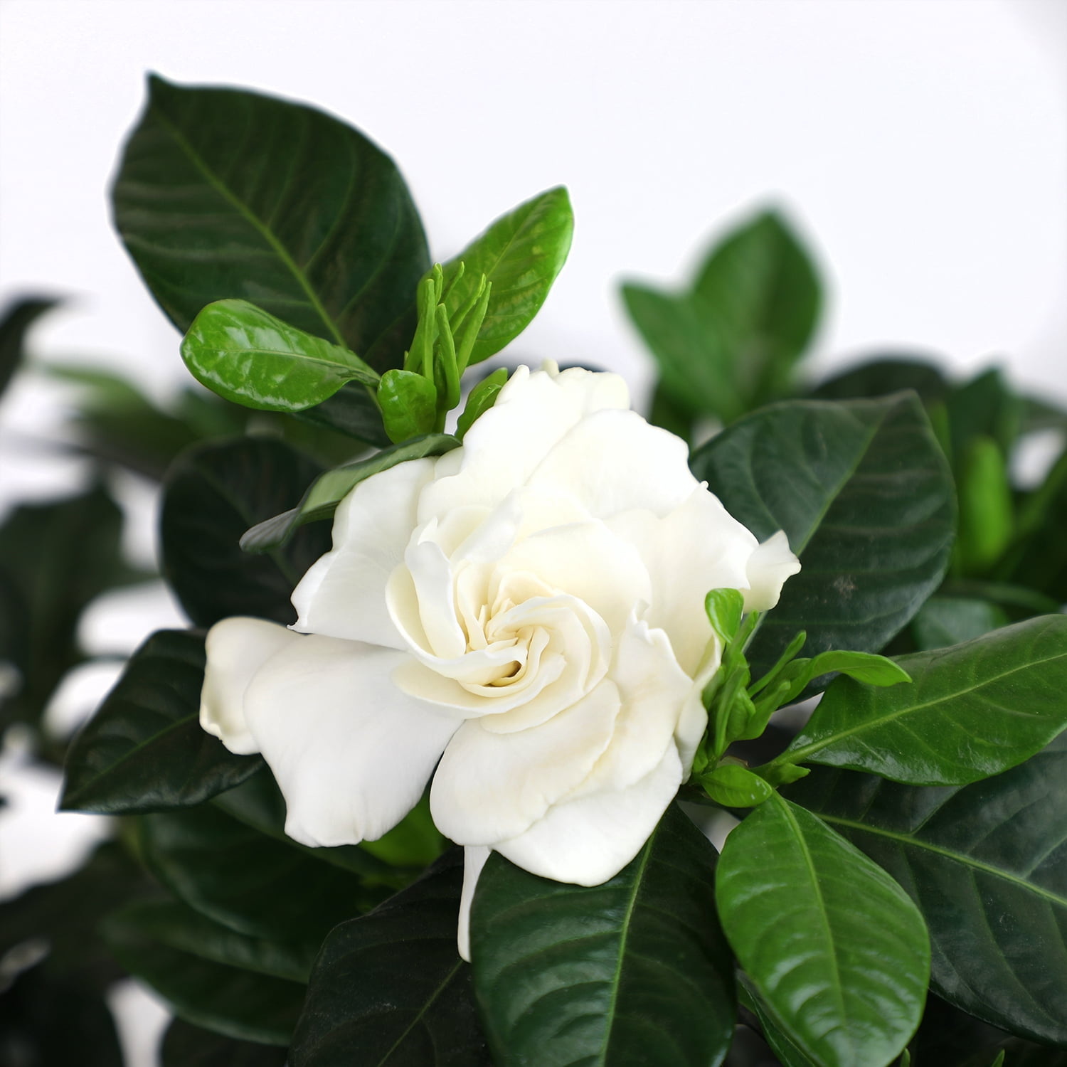 Expert Gardener Outdoor Live Gardenia 2.25 gal pot