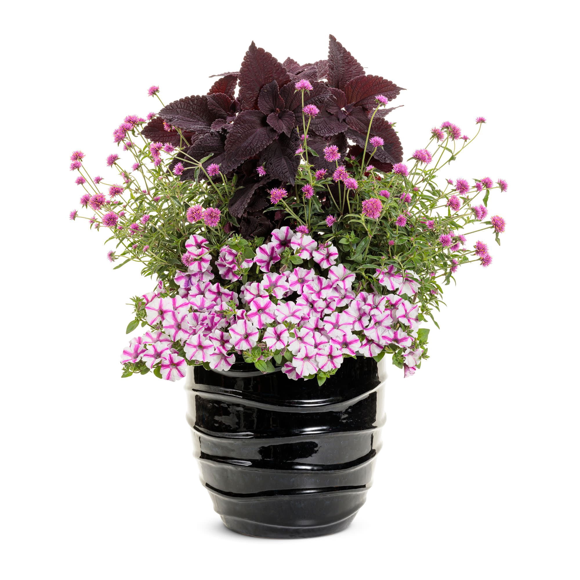 Proven Winners 4" Pink Supertunia Lovie Dovie Petunia Live Plant in 4.25" Pot (4 Count)
