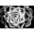 thumbnail image 3 of Berzel, Erin 18x13 Black Modern Framed Museum Art Print Titled - Monochrome Succulent III, 3 of 5