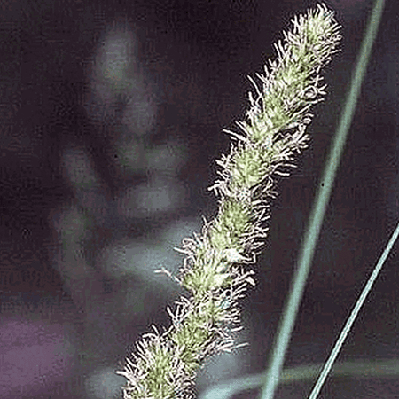 Everwilde Farms - 1000 Brown Fox Sedge Native Grass Seeds - Gold Vault Jumbo Bulk Seed Packet