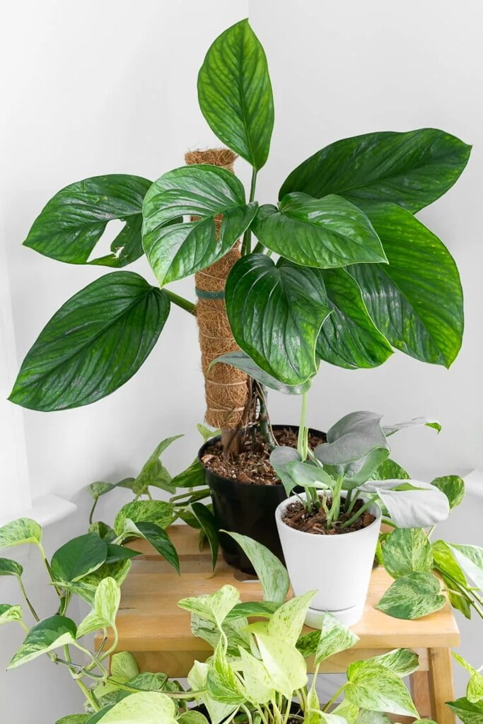 GARDENERA Premium Monstera Pinnatipartita Plant Potting Mix - Optimal  Nutrients and Aeration for Healthy Growth - 1 Quart - Walmart.com