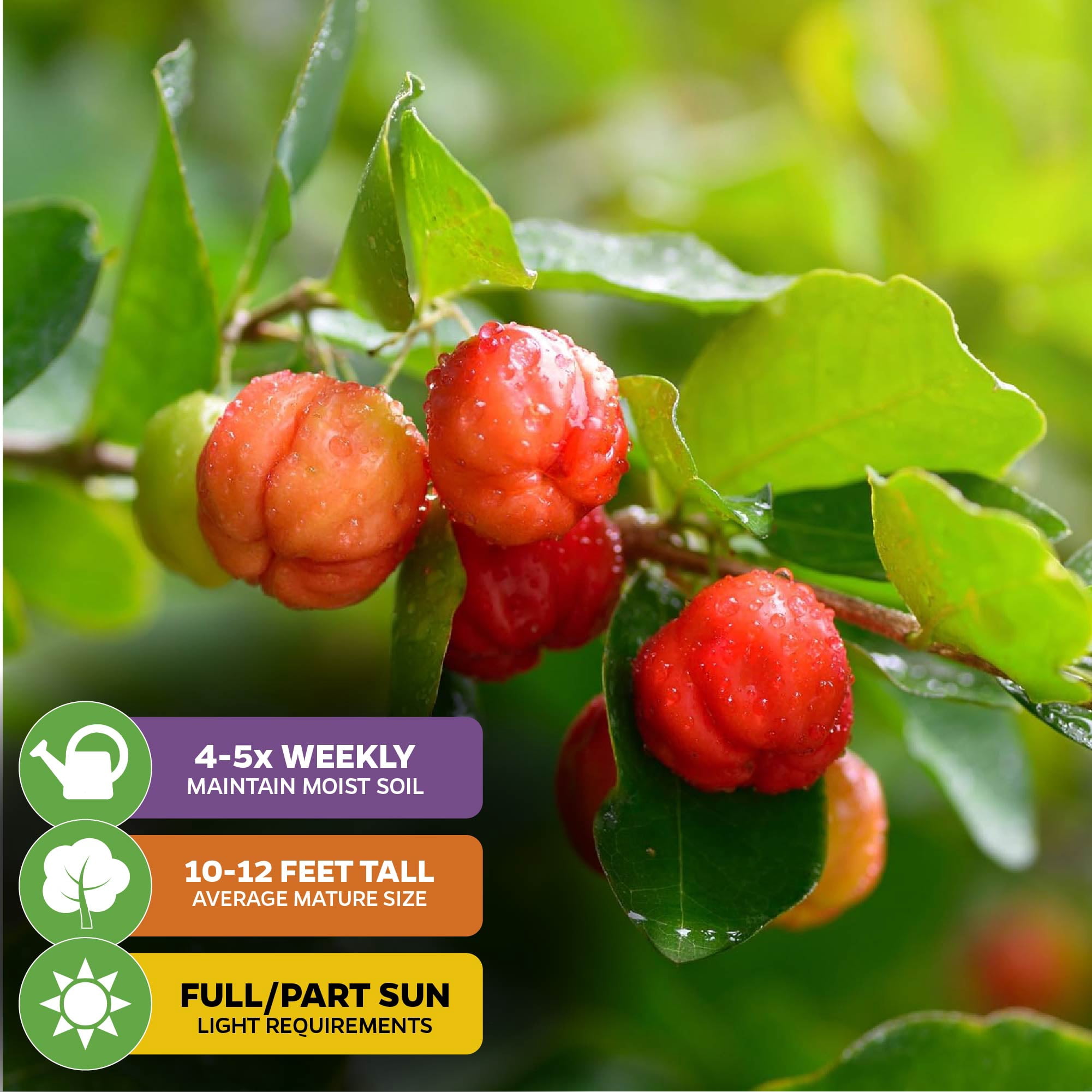 (2-Pack) Barbados Cherry Live Plant (Acerola/Wild Crapemyrtle) - Malpighia emarginata - Wellspring Gardens Starter Plant - Healthy Live Plant - Compact Size Fresh Fruit, Ideal for Gardens