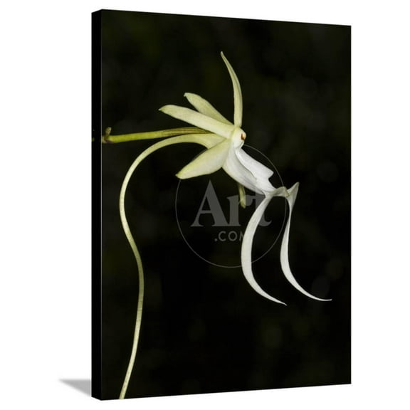 Ghost Orchid in Bloom, Polyrrhiza Lindenii, Florida, USA, Botanical Scenic Stretched Canvas Wall Art by Maresa Pryor Sold by Art.Com