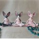 thumbnail image 4 of Gato Sphynx Meditar Figuras Coleccionables Zen Yoga Pose Relajada Bud, 4 of 4