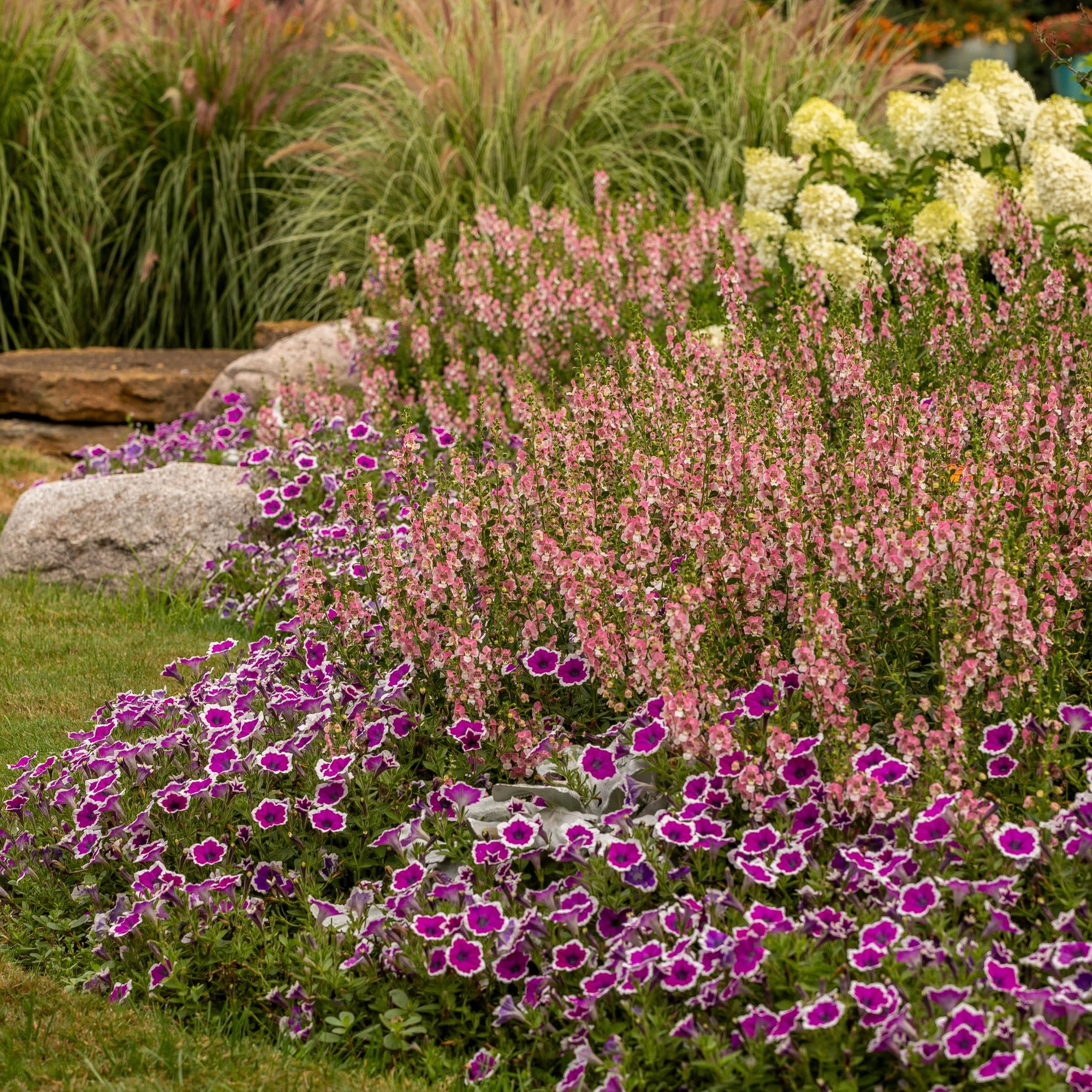 Proven Winners 4" Angelface Wedgewood Pink Summer Snapdragon Live Plant in 4.25" Pot (4 Count)